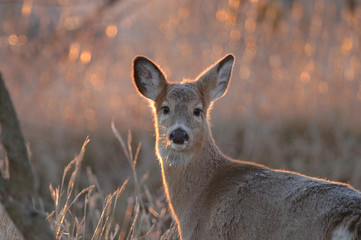 Fototapeta premium Winter Coat