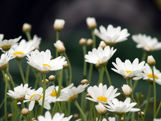 daisies © AGITA LEIMANE