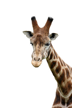girafe d&eacute;tour&eacute;e
