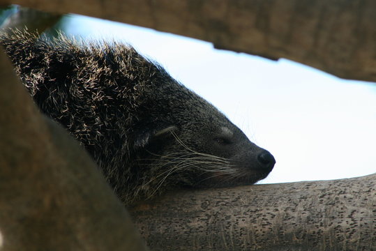 binturong paradoxurinae mamif&egrave;re chat ours
