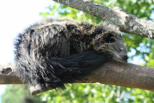 binturong paradoxurinae mamif&egrave;re chat ours