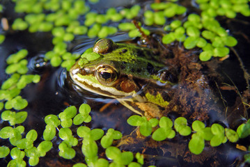 moorfrosch