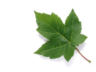 Fototapeta premium one leaf