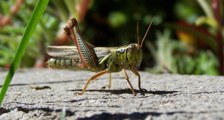 Grasshopper