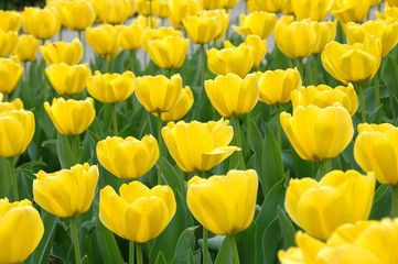Yellow Tulips