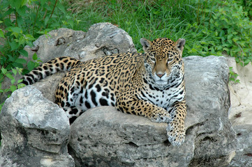Jaguar on Rock