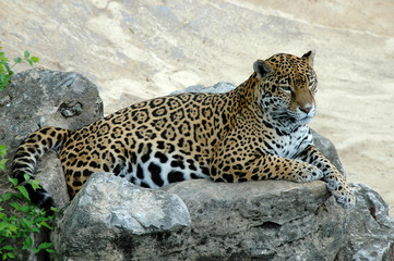 Jaguar Lying on Rock