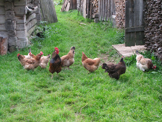hens