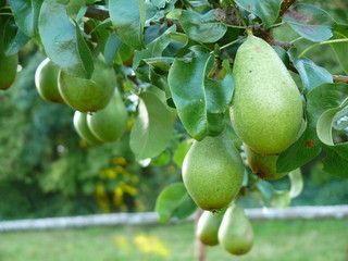 Birnenbaum