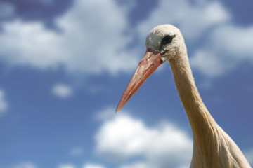 Cicogna