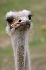 Ostrich Headshot