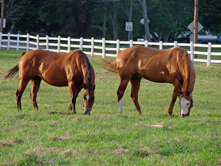 Horses Grazing on the Farm