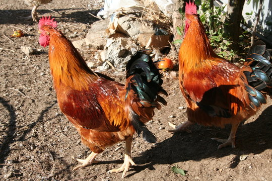 gallos de corral