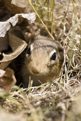 Chipmunk coming out of a hole