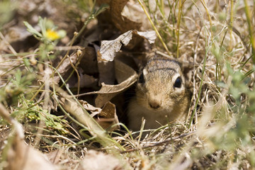 Chipmunk in a hole