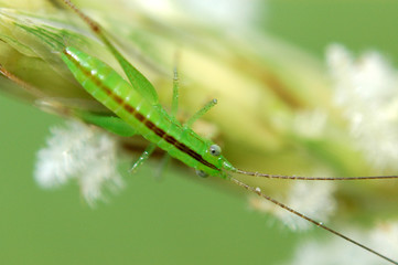 tiny green color grasshopper in the gardens