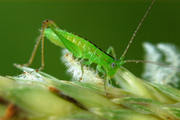 tiny green color grasshopper in the gardens