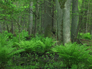 Old marshy forest with a lot of ferns