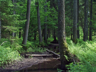 Old natural marshy forest and small river