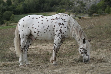 cheval moucheté