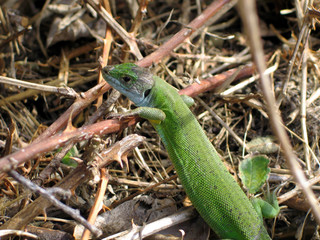 lézard vert
