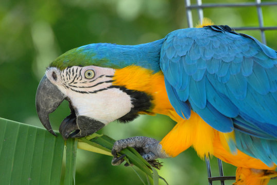 perroquet ara bleu