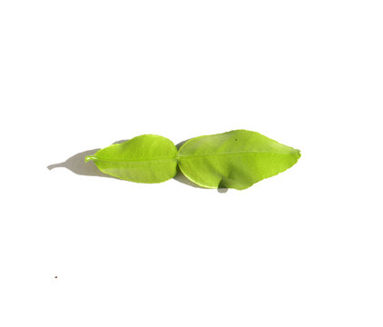 feuille de citronnier combava