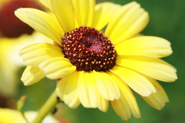 beautiful yellow flower in garden