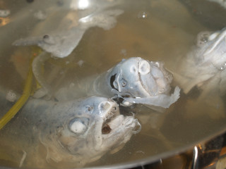 Bouillon de truite au bleu