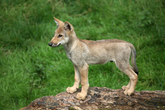 Junger Wolf