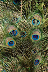 Peacock tail