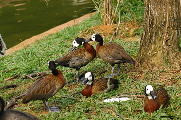 mandarin ducks in the parks