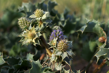 Sand Dune Thistle