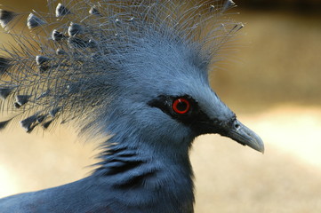 blue wild bird in the parks