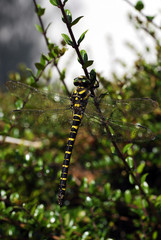 libellule