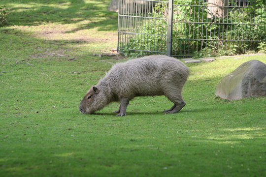Capybara eats grass