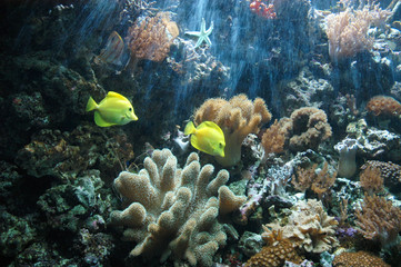 Fototapeta na wymiar Tropikalna ryba