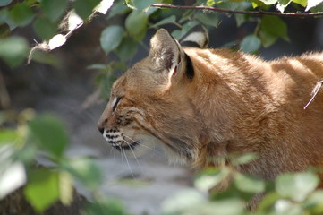 wild cat