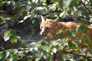 wild cat
