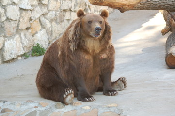 bear