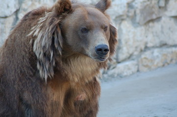 Fototapeta premium bear