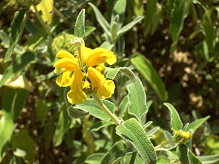 Obraz premium Salbei 02