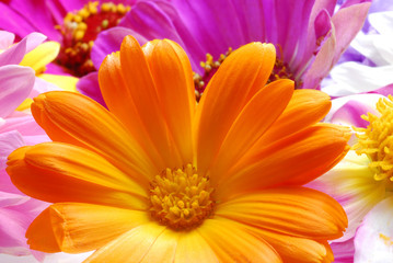 orange gerber flower