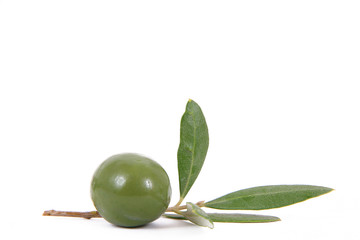 olive 41