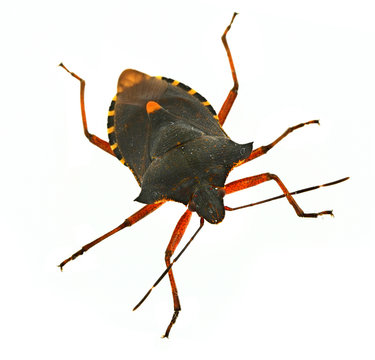 Hemiptera Bug #2