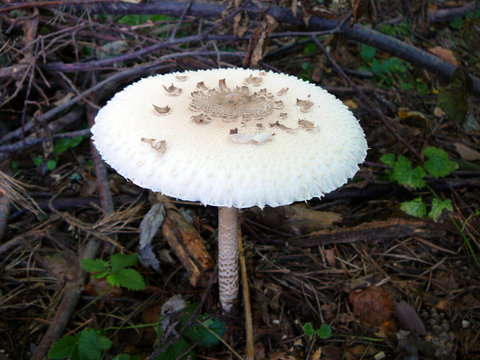 agaric mushroom in the forest, close-up
