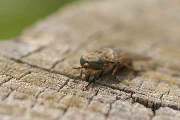 Abeille sur un morceau de bois