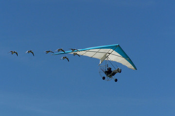 geese in formation with microlite