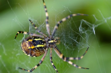 Araignée Tissant Sa Toile