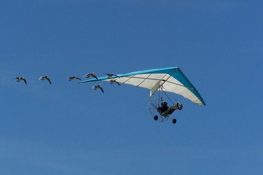 geese in formation with microlite